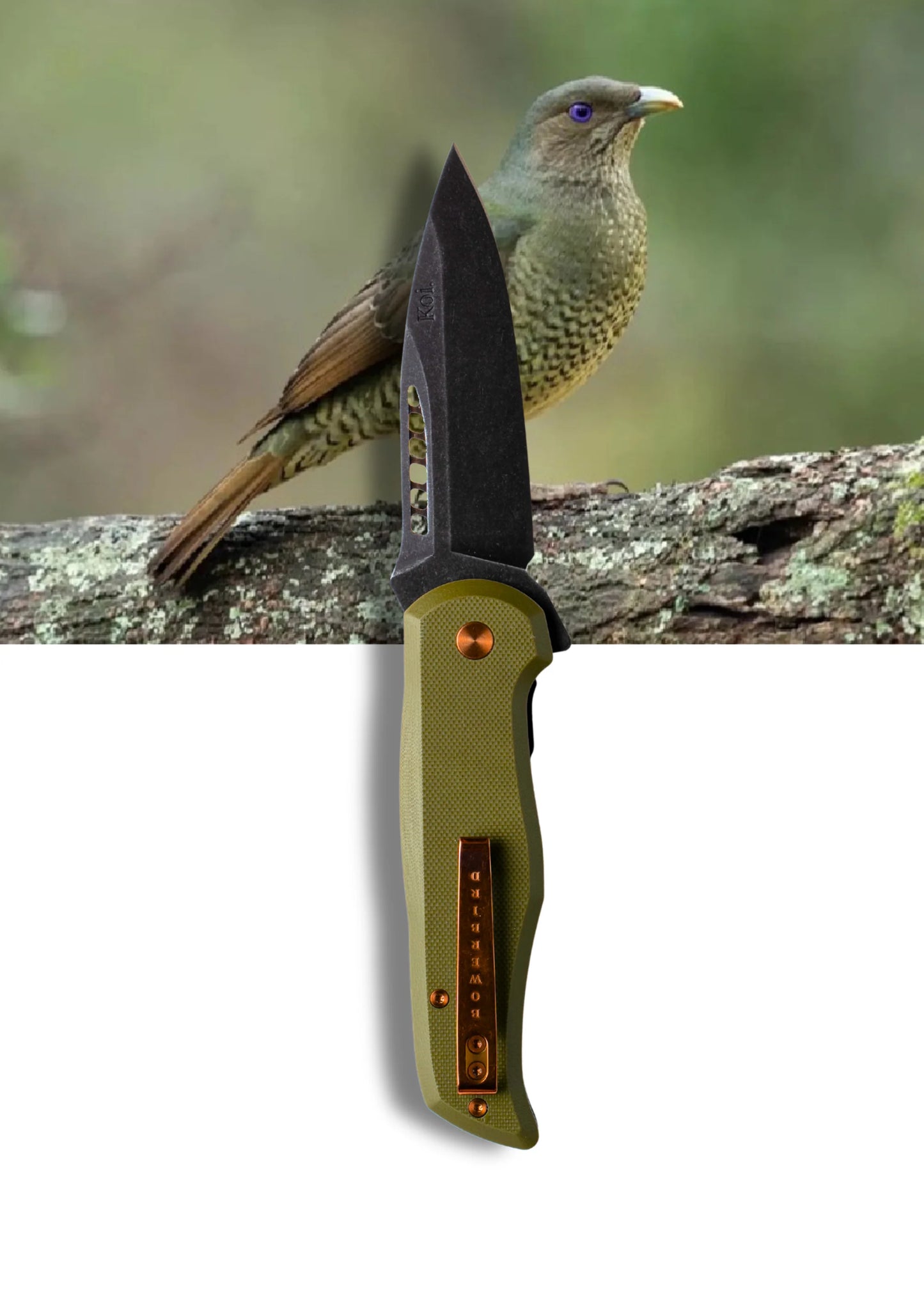 Koi "Bek" The Bowerbird Folder